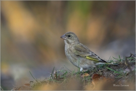 <p>ZVONEK ZELENÝ (Carduelis chloris) ---- /European greenfinch - Grünfink/</p>